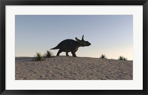 Framed Triceratops Walking across a Barren Landscape 1 Print