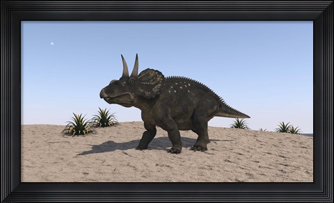 Framed Triceratops Walking across a Barren Landscape 2 Print