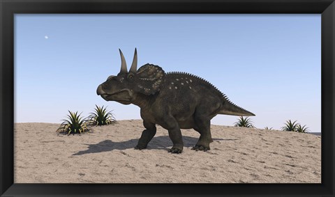 Framed Triceratops Walking across a Barren Landscape 2 Print