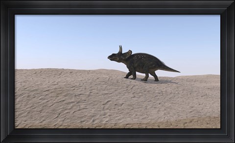 Framed Triceratops Walking across a Barren Landscape 3 Print