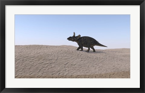 Framed Triceratops Walking across a Barren Landscape 3 Print