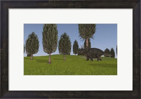 Framed Triceratops Walking across a Grassy Field 1 Print