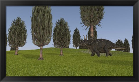 Framed Triceratops Walking across a Grassy Field 1 Print