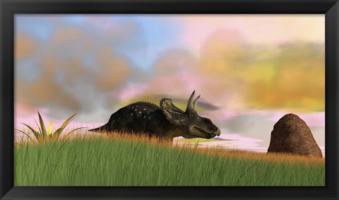 Framed Triceratops Walking across a Grassy Field 3 Print