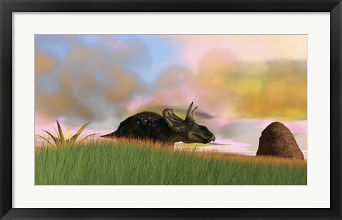 Framed Triceratops Walking across a Grassy Field 3 Print