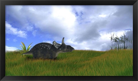 Framed Triceratops Walking across Prehistoric Grasslands Print