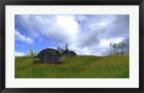 Framed Triceratops Walking across Prehistoric Grasslands Print