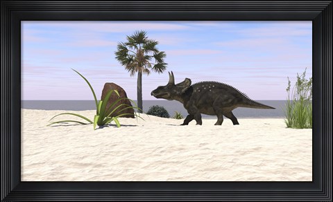 Framed Triceratops Walking along a Prehistoric Beach Landscape Print
