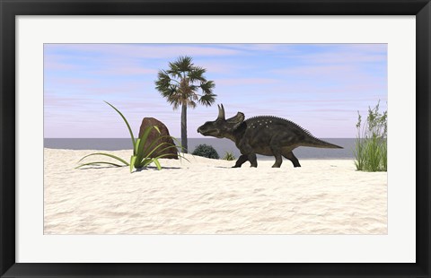 Framed Triceratops Walking along a Prehistoric Beach Landscape Print