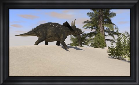 Framed Triceratops Walking along a Prehistoric Landscape Print