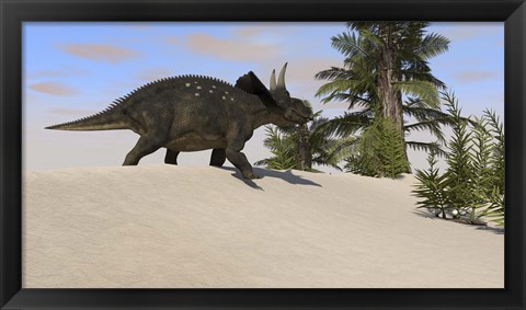 Framed Triceratops Walking along a Prehistoric Landscape Print