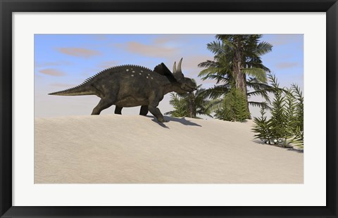 Framed Triceratops Walking along a Prehistoric Landscape Print