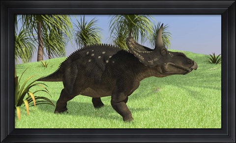 Framed Triceratops Walking in Open Field Print