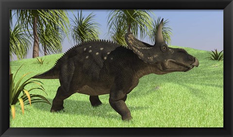 Framed Triceratops Walking in Open Field Print