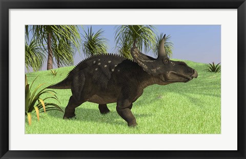 Framed Triceratops Walking in Open Field Print