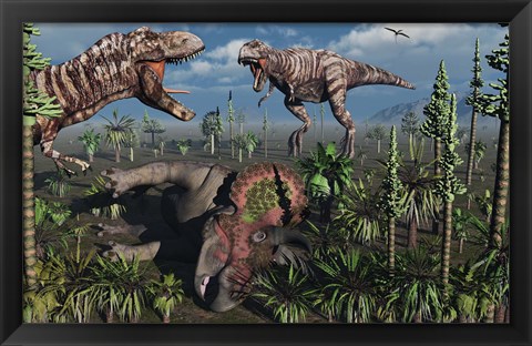 Framed Two T Rex dinosaurs confront each other over a dead Triceratops Print