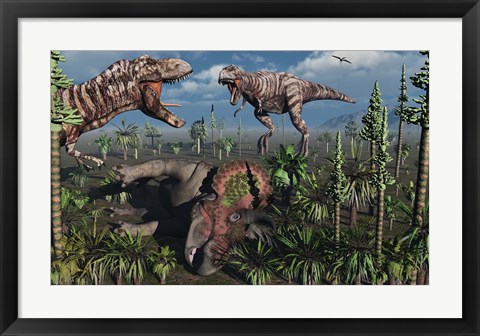 Framed Two T Rex dinosaurs confront each other over a dead Triceratops Print