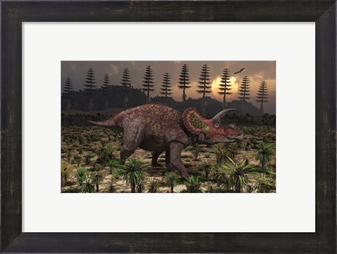 Framed Artist&#39;s concept of Triceratops Print