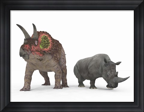 Framed adult Triceratops Compared to a modern adult White Rhinoceros Print