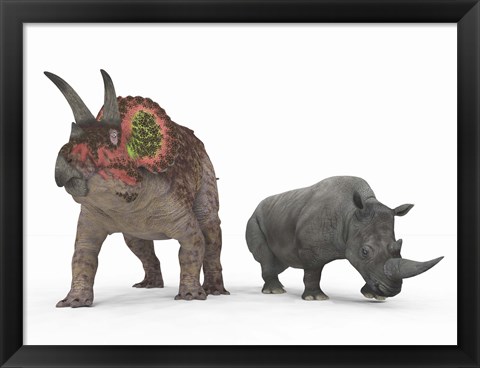 Framed adult Triceratops Compared to a modern adult White Rhinoceros Print