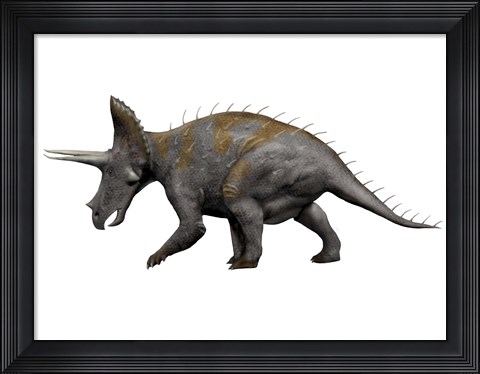 Framed Triceratops Dinosaur 1 Print