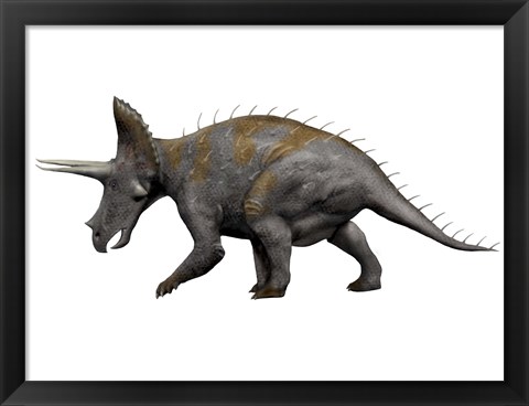 Framed Triceratops Dinosaur 1 Print