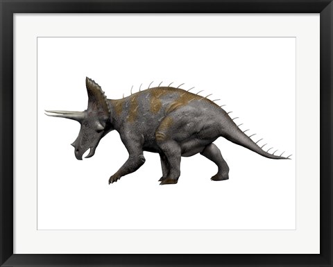 Framed Triceratops Dinosaur 1 Print