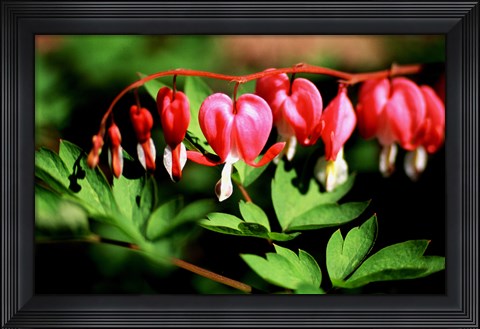 Framed Bleeding Heart Print