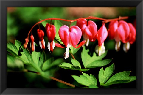 Framed Bleeding Heart Print