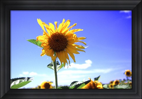 Framed Sunflower Print