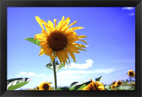 Framed Sunflower Print