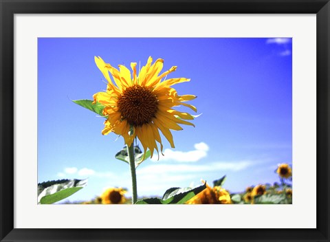 Framed Sunflower Print