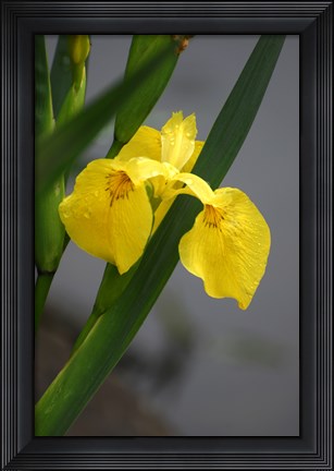 Framed Yellow Flag Iris Print