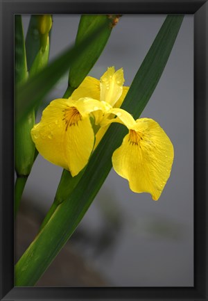 Framed Yellow Flag Iris Print