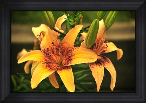 Framed Lily Print
