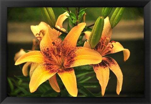 Framed Lily Print