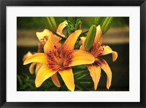 Framed Lily Print