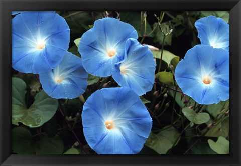 Framed Morning Glory Print