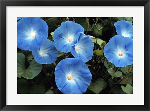 Framed Morning Glory Print