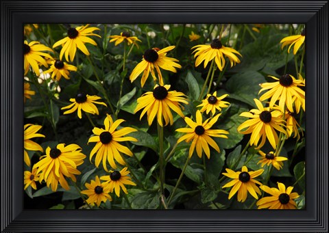 Framed Black-Eyed Susans Print
