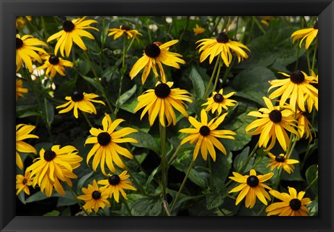 Framed Black-Eyed Susans Print