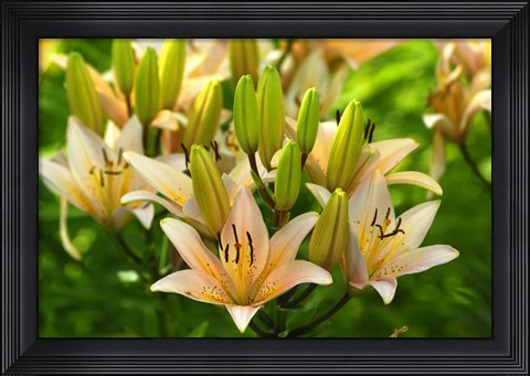 Framed Lilies Print