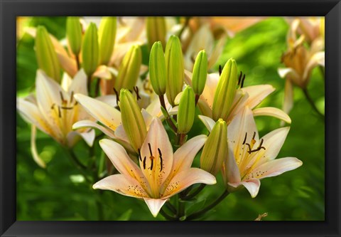 Framed Lilies Print