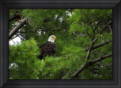 Framed Watchful Print