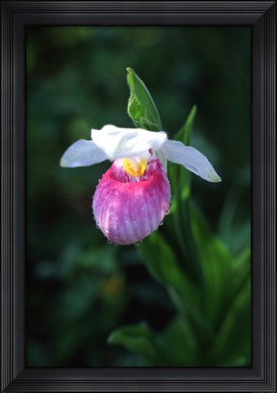 Framed Lady Slipper Print