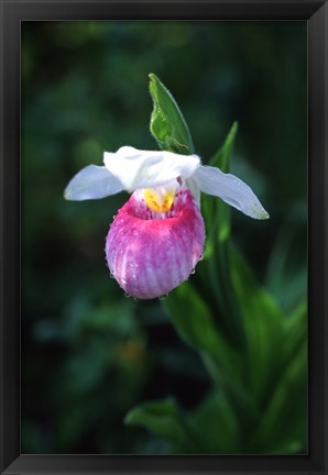 Framed Lady Slipper Print