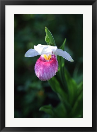 Framed Lady Slipper Print