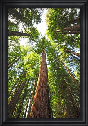 Framed Skyward Print
