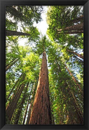 Framed Skyward Print