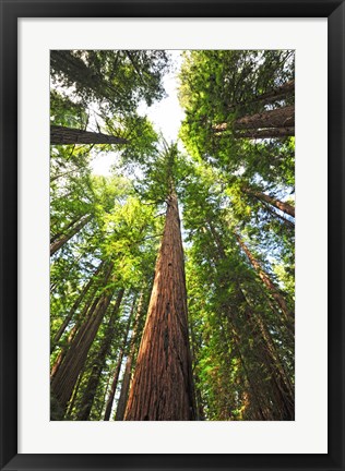 Framed Skyward Print